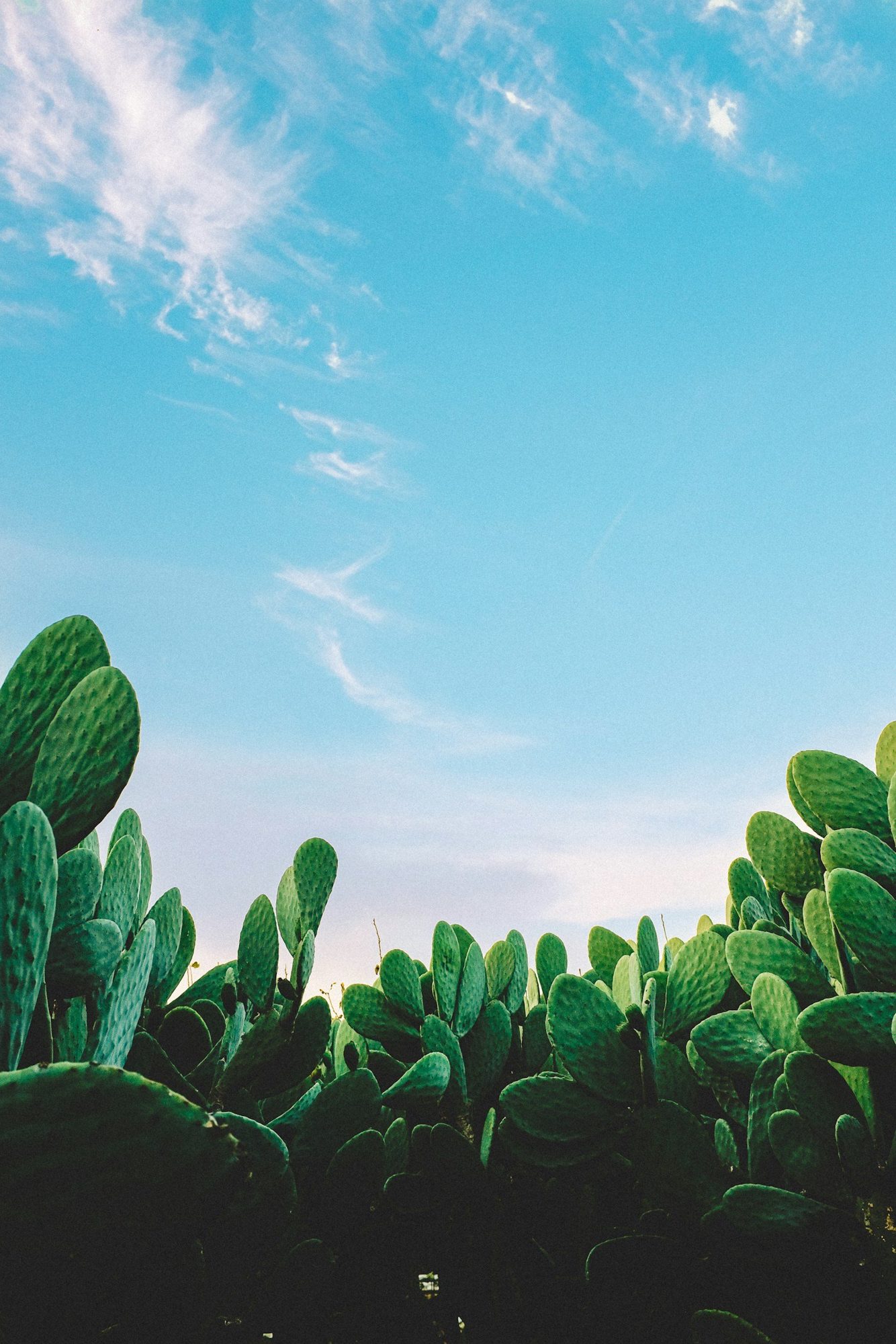 Green cactus plants stretch upwards against a vibrant blue sky with wispy white clouds, creating a serene and natural scene.