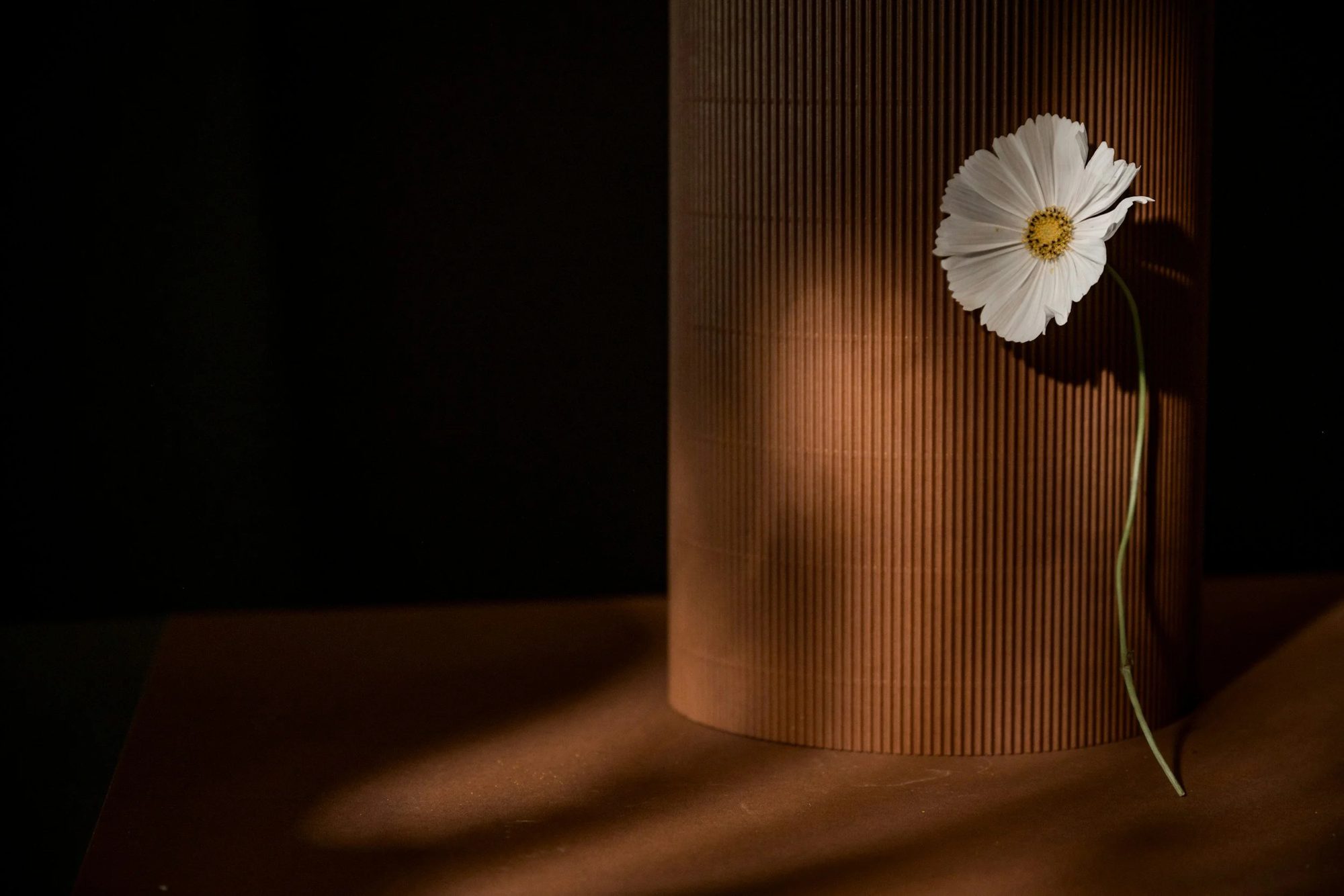 White flower with a yellow center leans against a textured brown cylinder. Soft lighting casts shadows, creating a serene, minimalist scene depicting healing from trauma.